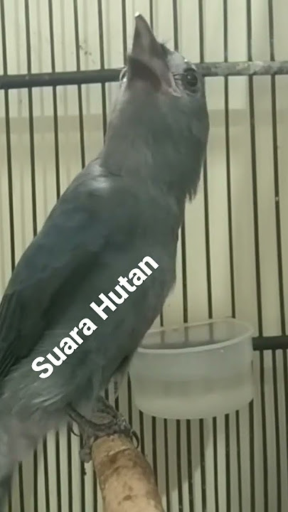 srigunting abu abu nembak panjang alam