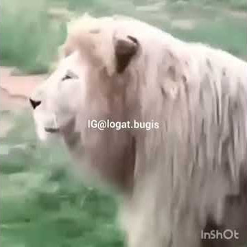 Singa ngomong THR