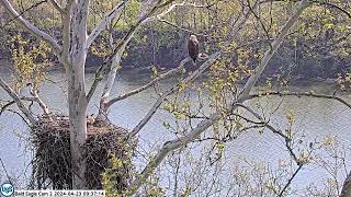 USS Bald Eagle Cam 2 on 4-23-24 @ 9:37:01  Claire assists USS7 with cast pellet