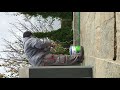 How to tie up evergreen trees