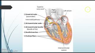 Lesson 6 Video 2 Anatomy 2