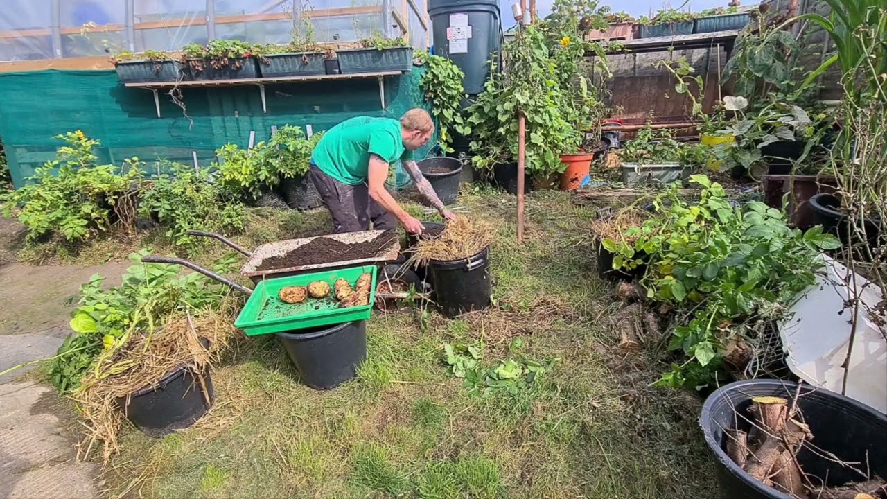 Single seed potato challenge 2022 final harvest 