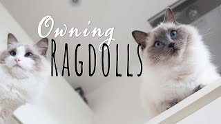 What it&#39;s like owning a Ragdoll cat | Ragdolls Pixie and Bluebell