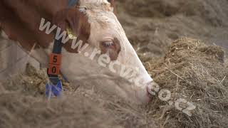 Čr - Zemědělství - Chov - Dobytek - Dojnice - Kráva - Tele - Kravín - Jalovice - Krmení