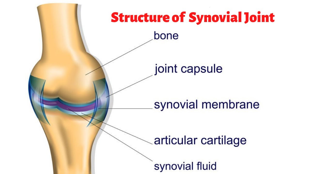 Какие есть суставы. Синовиальная оболочка коленного сустава. Суставная капсула синовиальная оболочка. Синовиальная мембрана коленного сустава. Суставная синовиальная жидкость колена.