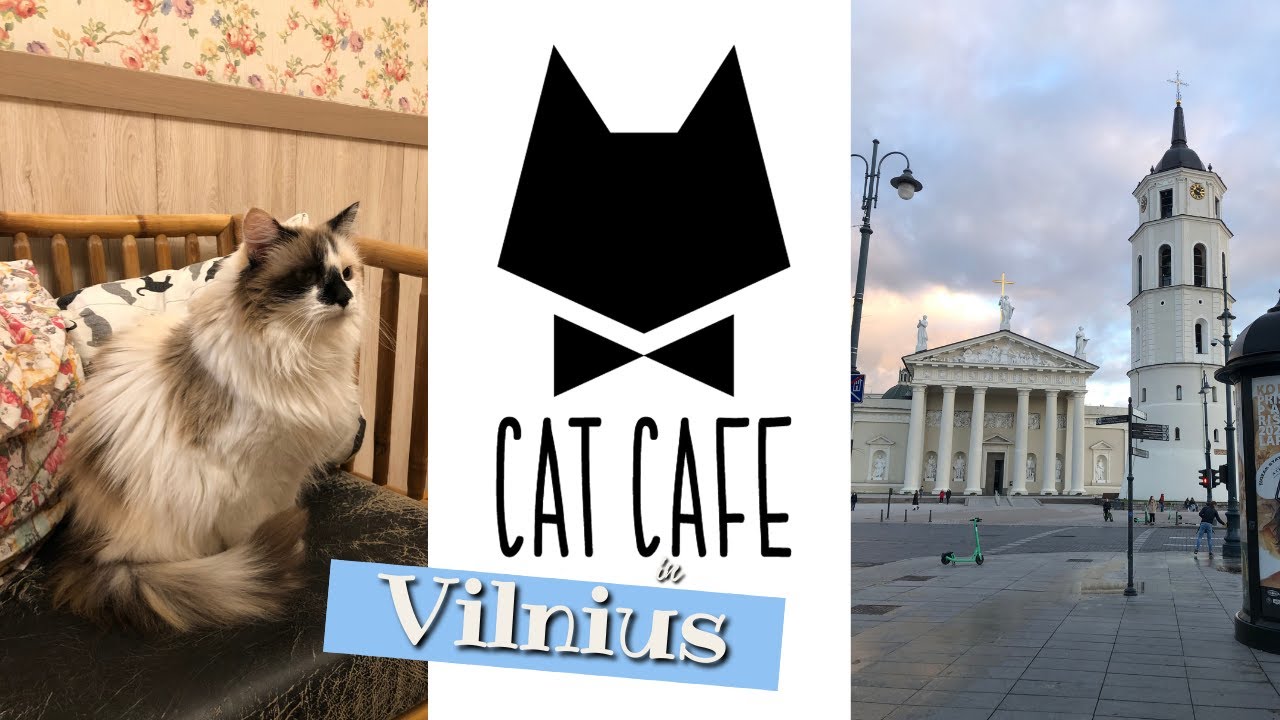 CAT CAFE VILNIUS! A Different Coffee Shop (+ Pacco dall'Italia