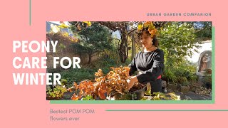 Winter Care For Peonies