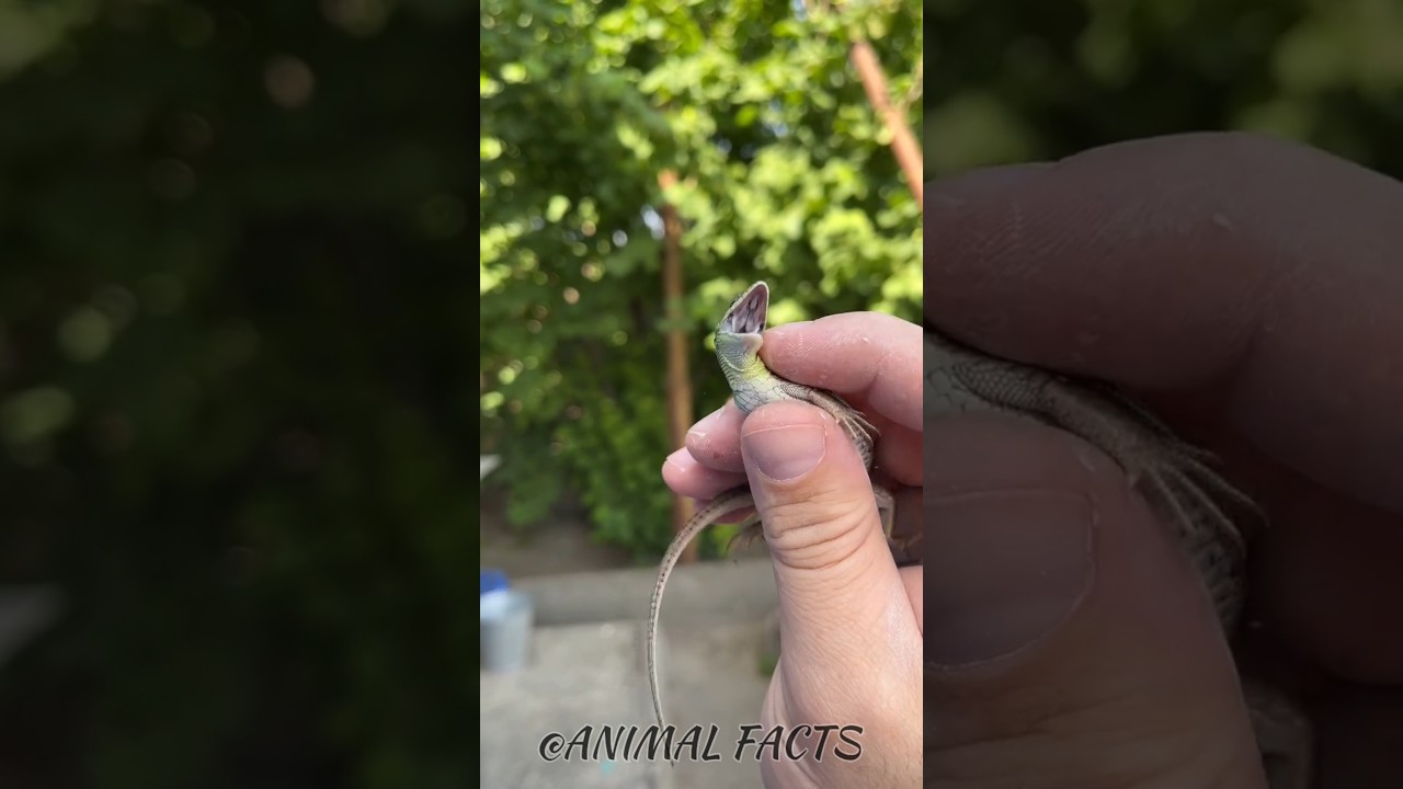 Small to big animal transformation!!