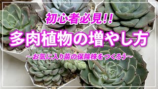 多肉植物】多肉植物の増やし方！胴切り&葉挿しでお気に入りの苗を