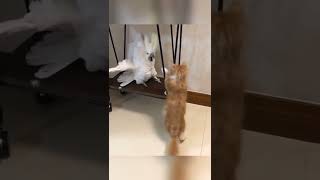 Cat And Cockatoo MMA 🤣🤣🤣🤣