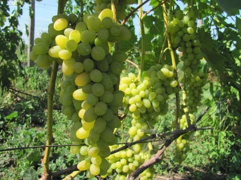 Лучший виноград для