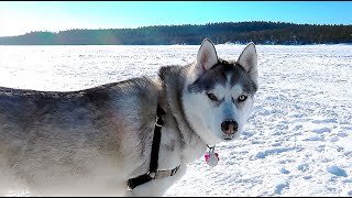 Ice Fishing with Trackimo GPS Pet Tracker by Lunatic the Husky and April 3,235 views 4 years ago 8 minutes, 9 seconds