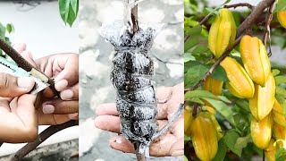 Easy and Practical Starfruit Grafting | Grafting Plants