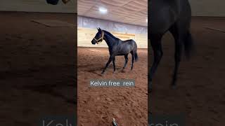 Calvin’s first time free rein|my Equine life￼￼