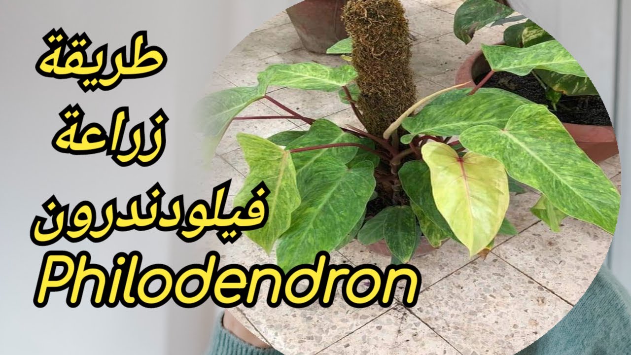 طريقة زراعة نبات فيلودندرون.العناية الصحيحةPhilodendronm  طريقة  مسح الأوراق