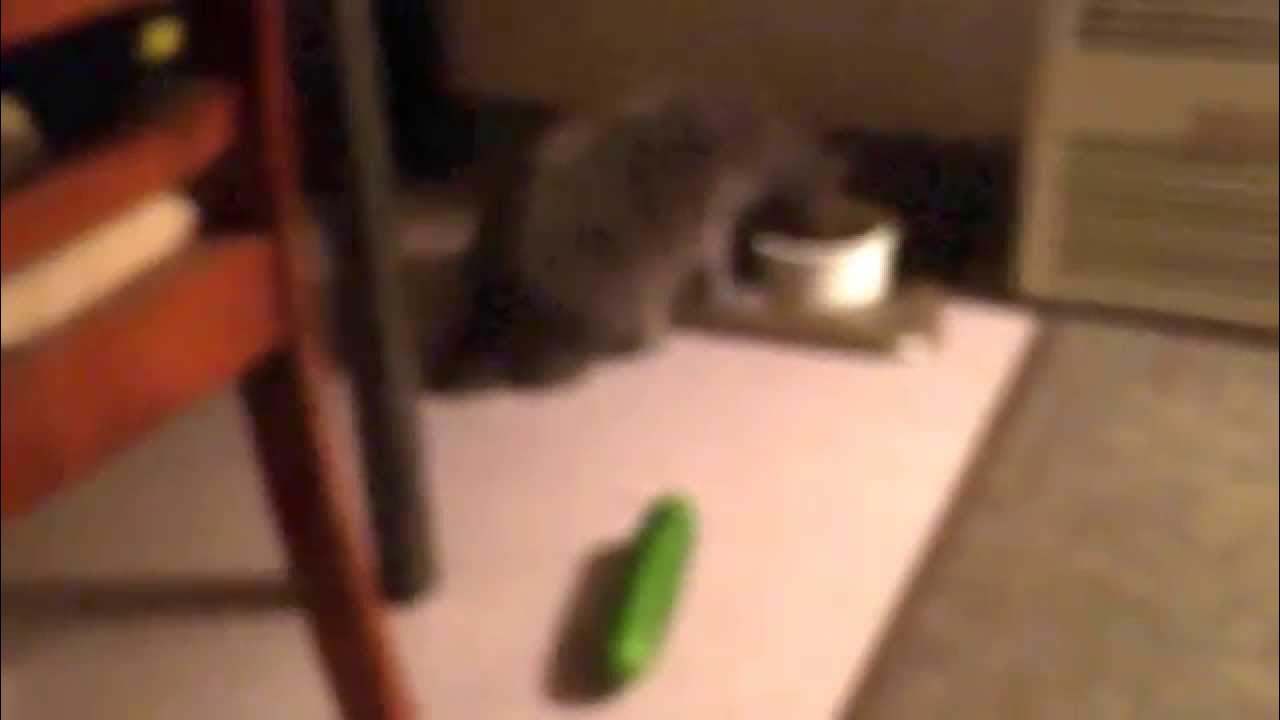 Dad FAILS to scare cat with cucumber! YouTube