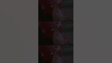 dancing cat🐱funny dance #shorts ytshorts #viralshorts