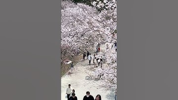 Thumbnail of The beauty of cherry blossoms #japan #kiminonawa #anime #sakura #shorts #sinematic