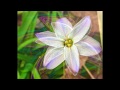 小さな花のエナジー：泉ウタマロ