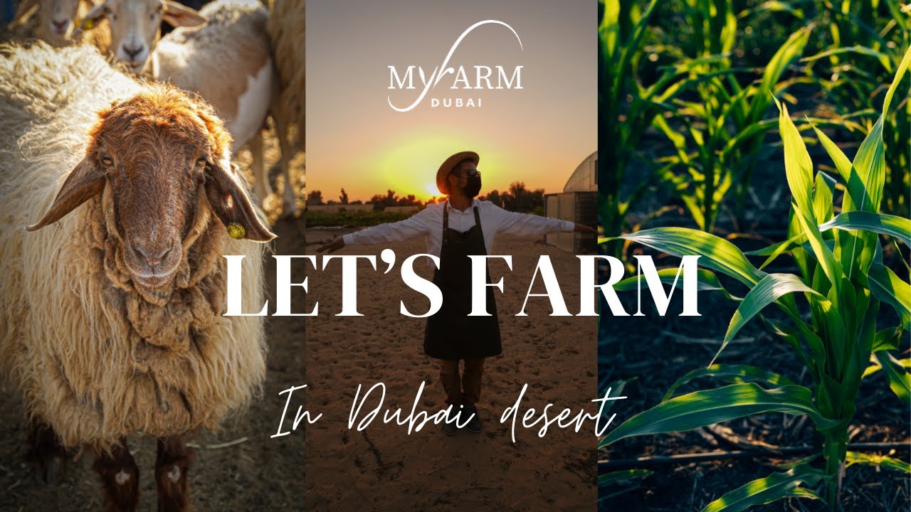 Let’s Farm in Dubai desert ! Channel intro My Farm