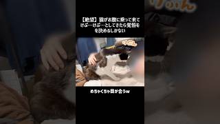 【絶望】猫がお腹の上に乗ってきて嘔吐の前兆行動を始めました #ハチワレ  #ばんくん  #shorts