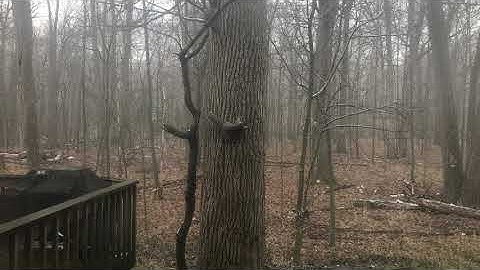 2 brown squirrels (Fox Squirrels) chasing each-other on a tree