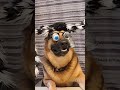 German Shepherd Dog Sports a Spider Hat