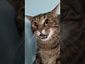 Cat Has Hilarious Reaction To Mom Eating His Food