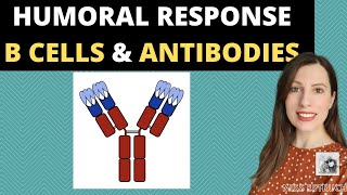 HUMORAL RESPONSE IMMUNITY-B cells, plasma cells & antibodies. Agglutination of antibodies & antigens