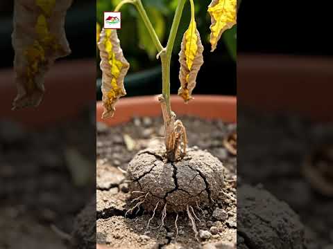 টবে পিঁপড়া বাসা বাঁধছে? | How to Prevent Ants in Pots 🌿🐜