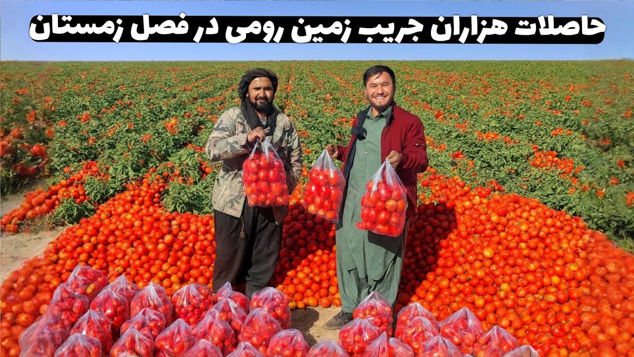 گزارش از هزاران جریب زمین رومی در فصل زمستان|The harvest of thousands of acres of winter Roman land|