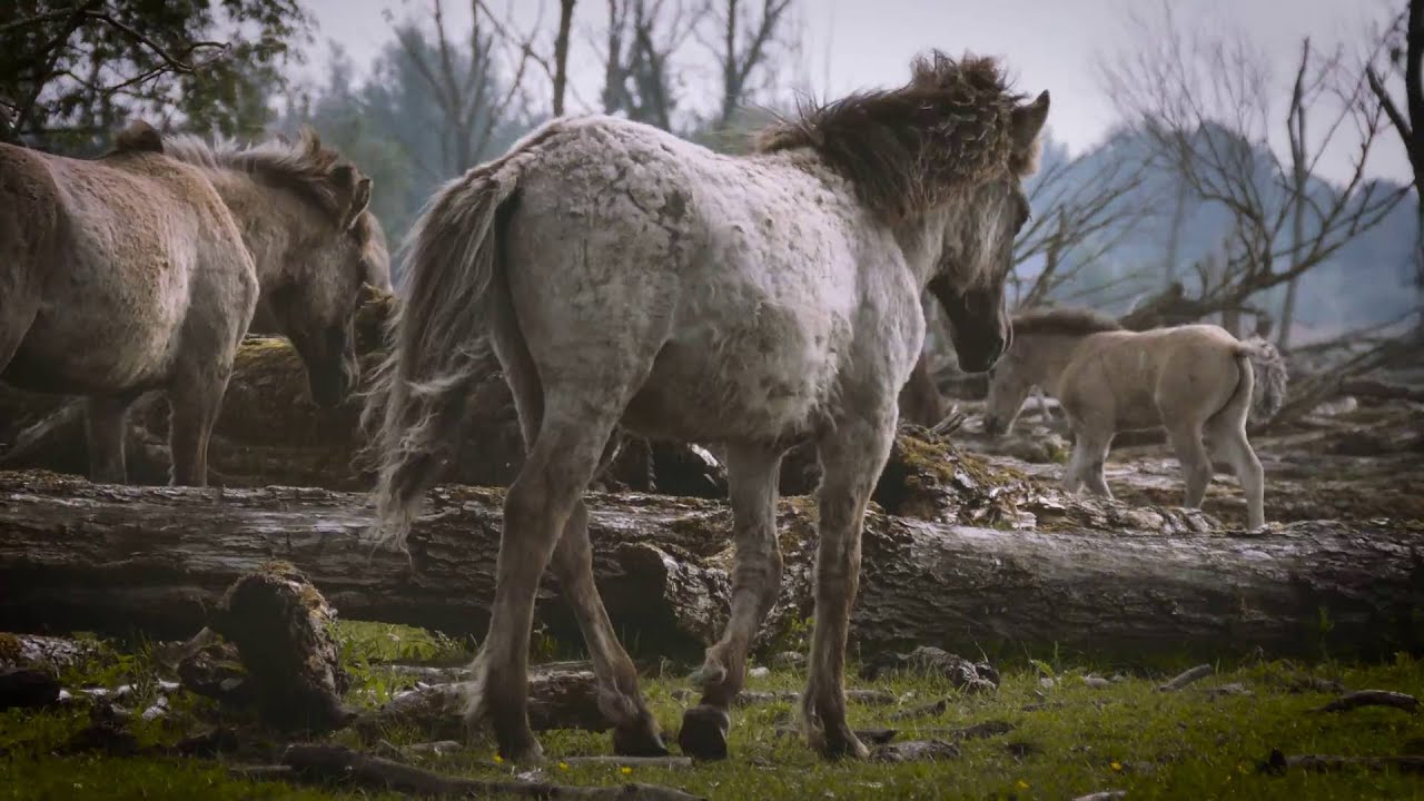 The Koniks horses in Oostvaardersplassen - 4K