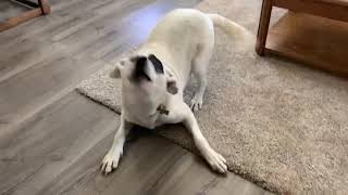 Our playful pit bull heeler mix wants to play with us in the house