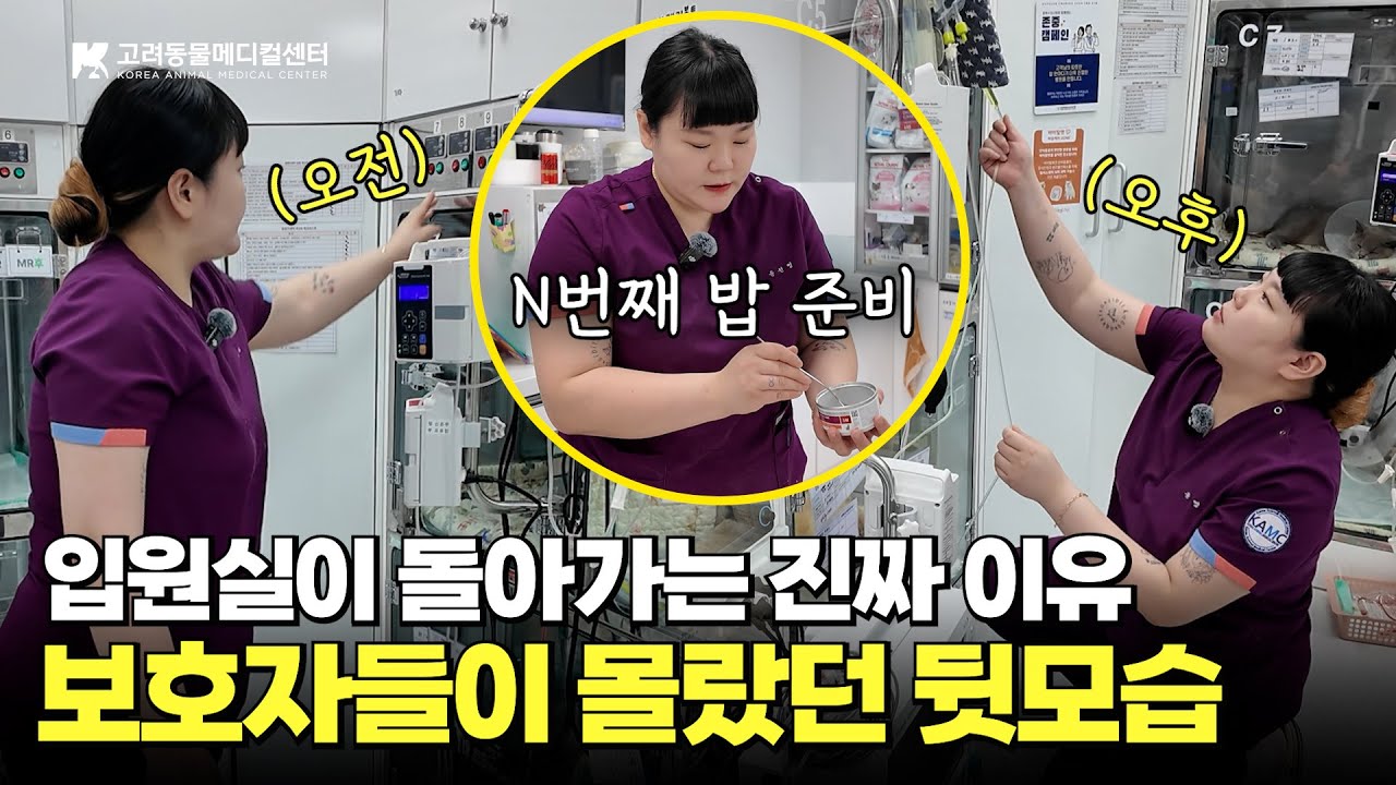 입원실 누가 돌보냐고요? 이 분입니다👉 13년 차 동물보건사 #동물병원 #vlog  #브이로그