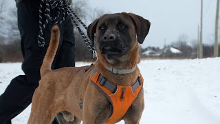 Meet Doban, a dog rescued from the dog meat trade who is learning to trust humans by The Humane Society of the United States 2,073 views 2 months ago 2 minutes, 32 seconds