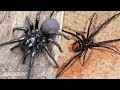 Las 7 arañas más letales del mundo