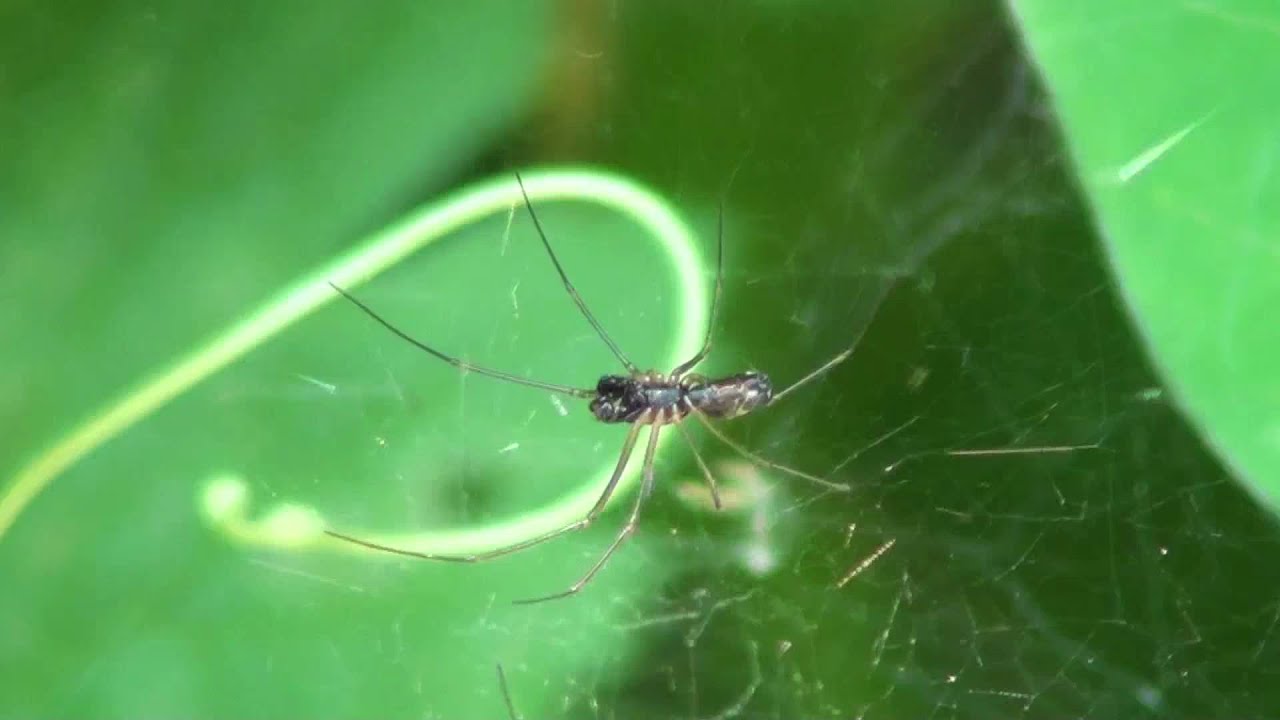 Bowl and Doily Weaver (Linyphiidae: Frontella communis) Male and Female