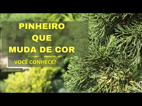 Vídeo: Onde crescem os pinheiros pinheiros?