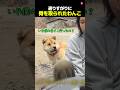 骨を取られてしょんぼりするわんこ