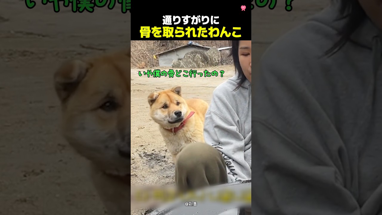 骨を取られてしょんぼりするわんこ