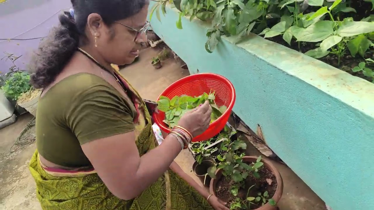 ଆଇ ନାତୁଣୀ ମିଶି ଛାତ ଉପରୁ ଶାଗ ତୋଳିଲେ