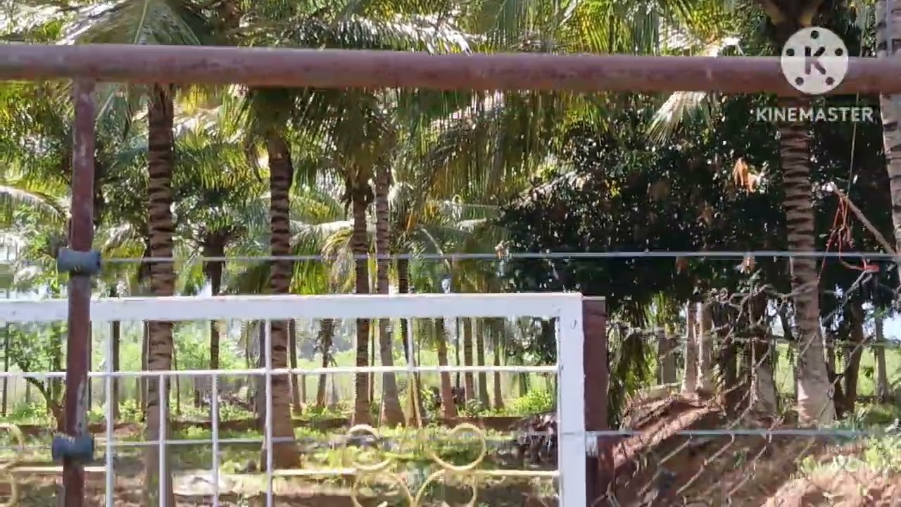 2 ஏக்கர் தென்னந்தோப்பு 120 நாட்டுத் தென்னை மரங்களுடன் குறைந்த விலைக்கு 6383283437 