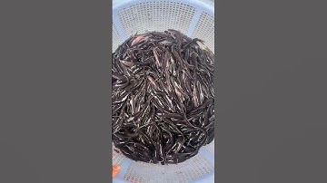 Cá lăng giống #trại_cá_giống_út_me #fishing #cá_giống #mientay #cá #fish 0909 77 0509
