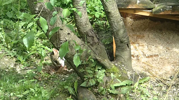 Video 11801081: bengal leopard cat