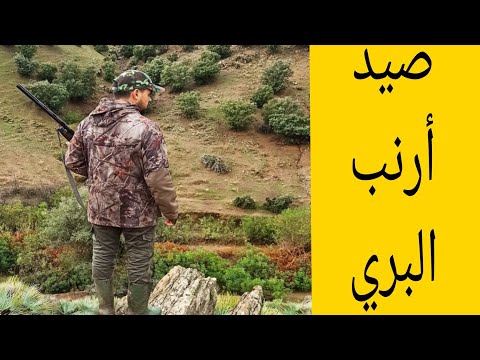 صيد الأرنب البري