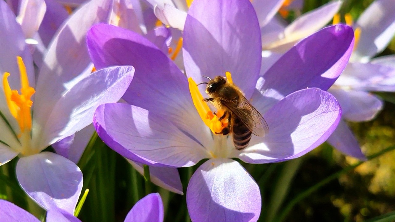 Frühling im Garten, ein Krokussteppich voller Bienen