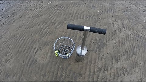 Catch and Cook soft shell (steamer) clams Long Island