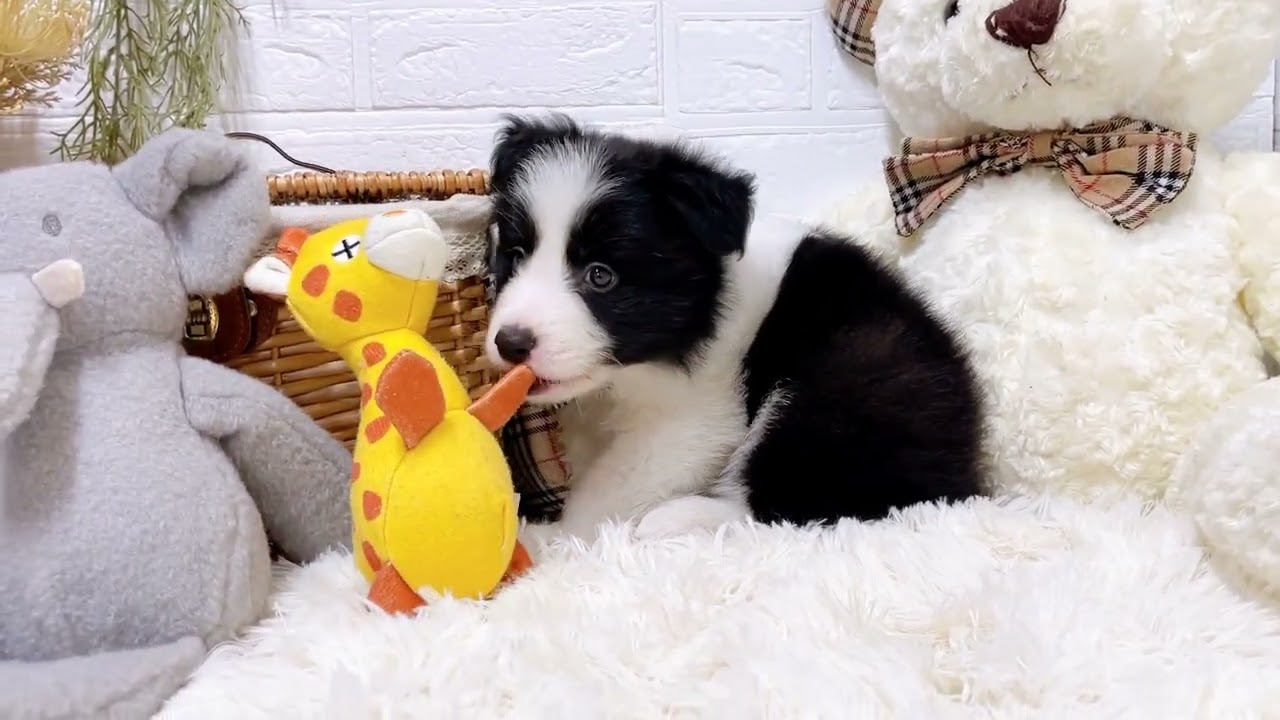 木彫動物⑅犬(ボーダーコリー)⑅インドネシア うつぶせ ボーダーコリー 75 x 43 36 cm (幅x奥x高) 本物そっくり