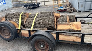 Free Hickory from Facebook Marketplace! Cutting Wood=Happy Place#hickory#372xp#husqvarna