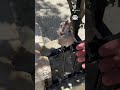 Sıcaktan bunalan kuş yavrusunu serinletti